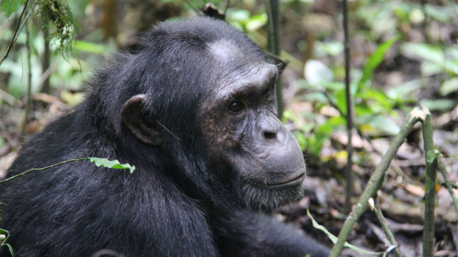 2 days Chimpanzee tracking